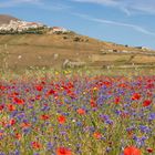 Castelluccio: la fioritura e il paese