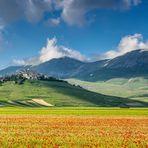 Castelluccio über Feldern voll mit Mohn- und Linsenblüten  #1