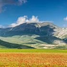 Castelluccio über Feldern voll mit Mohn- und Linsenblüten n #2