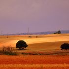 CASTILLA (Cuenca)