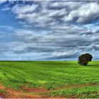 Castilla en Primavera