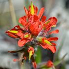 Castilleja