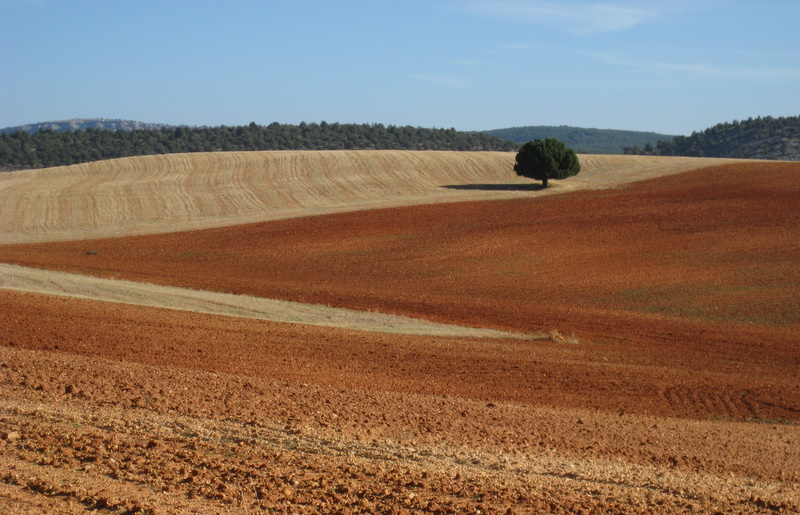 Castillian fields