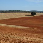 Castillian fields