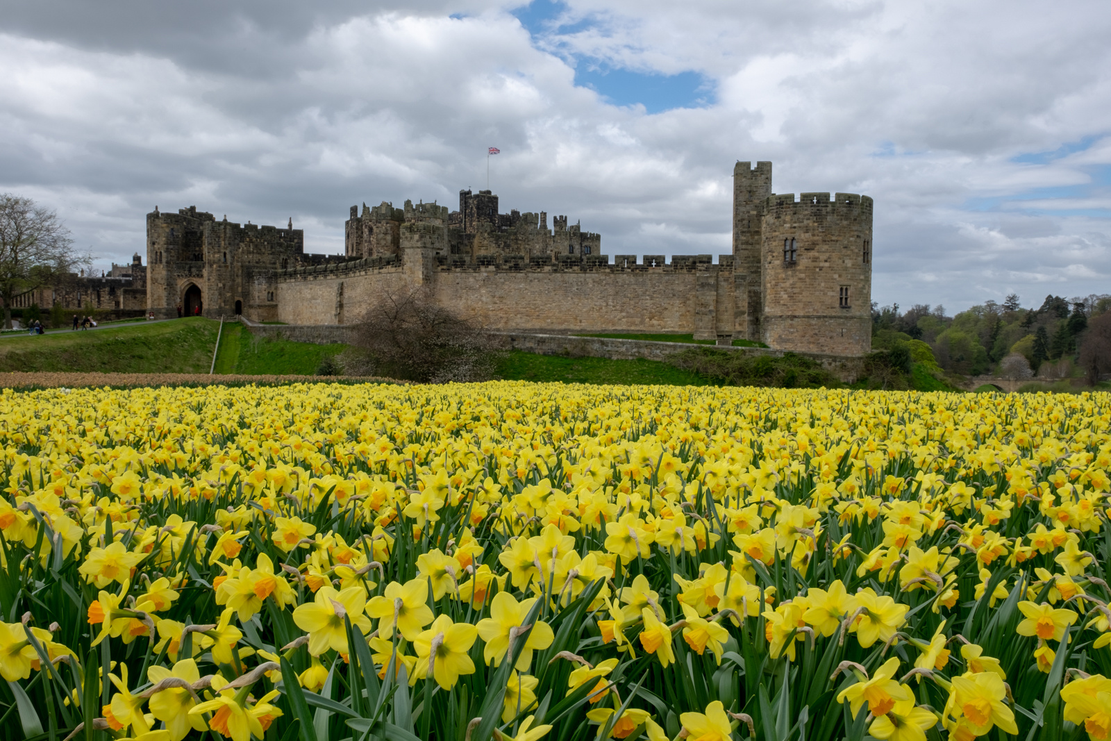 "Castle and Daffodils