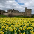 "Castle and Daffodils