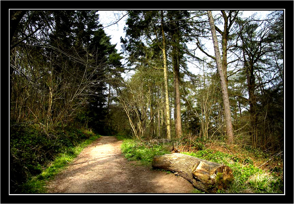 Castle Eden Dene.