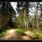 Castle Eden Dene.