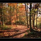 Castle eden Dene in Autumn