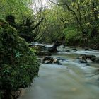 Castle Eden Dene, my daily walk with Buster