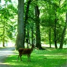 Castle Park Blatná - fallow deer