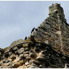 Castle St. Andrews / Schottland : Detail