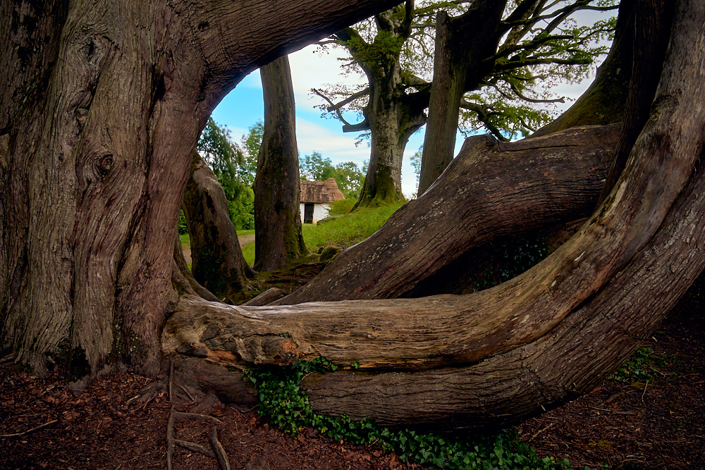 Castlebar Tree 