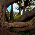 Castlebar Tree 