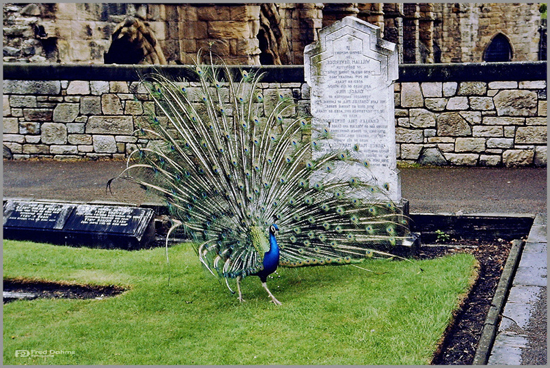 Castledykes Park, Dumfries Scotland Foto & Bild landschaft, garten