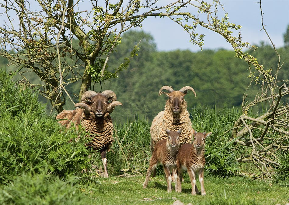 Castlemilk Moorit