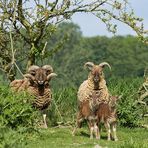 Castlemilk Moorit