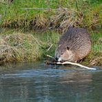 Castor canadensis