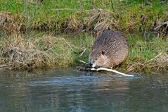 Castor canadensis