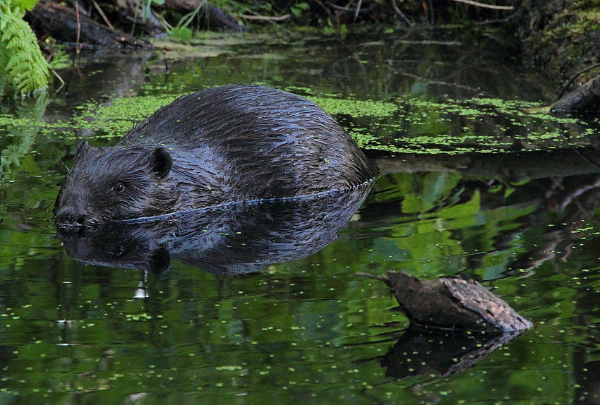 Castor fiber Foto & Bild tiere, wildlife, säugetiere Bilder auf