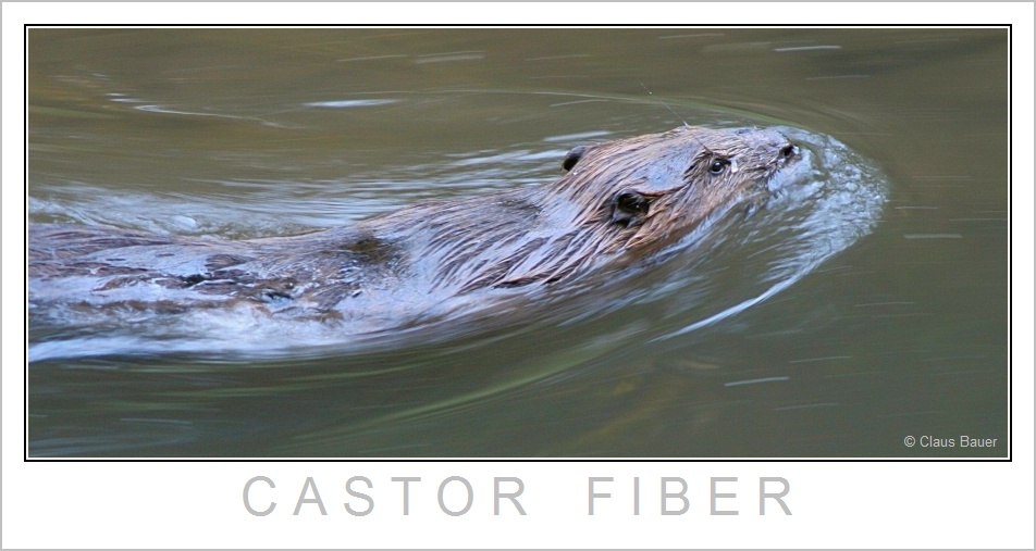 Castor Fiber +++ Nationalpark Bayerischer Wald