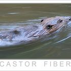 Castor Fiber +++ Nationalpark Bayerischer Wald