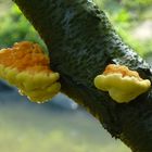 Castrop-Rauxel (Emscherradweg) Pizbefall an einer Kirsche