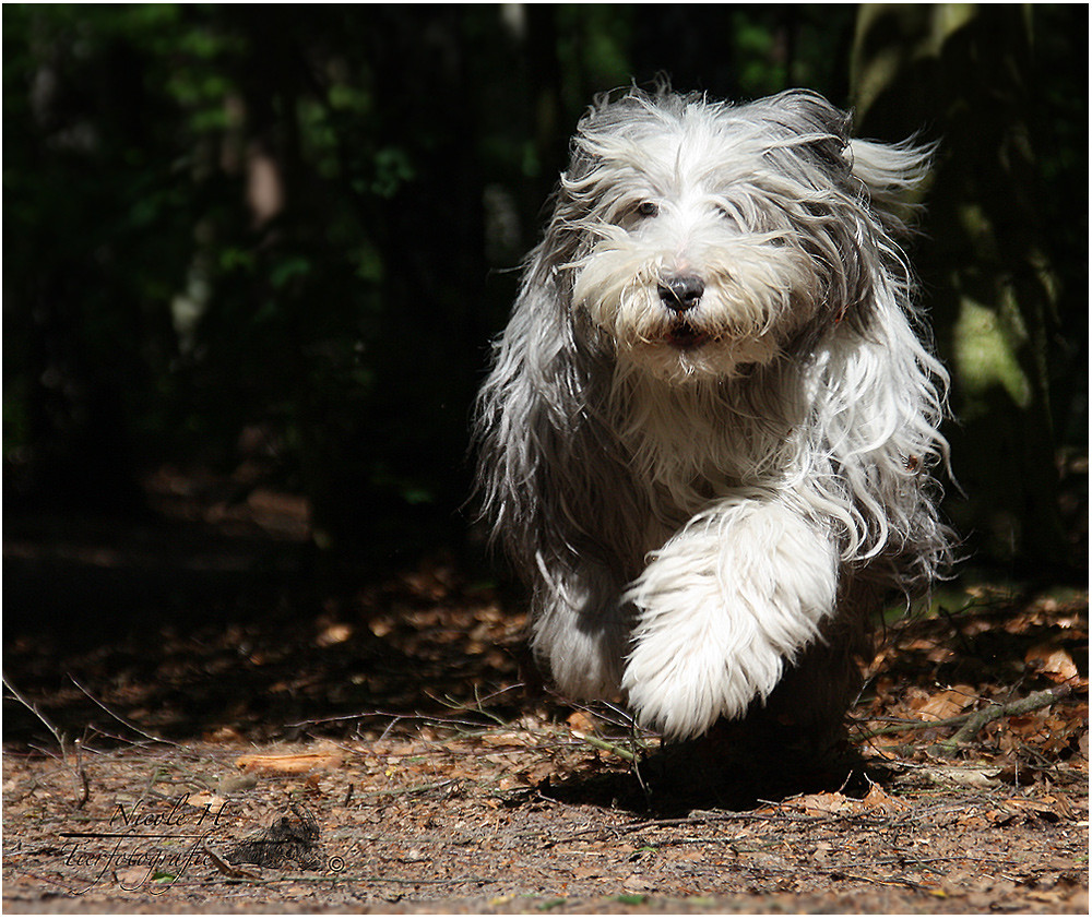 Casy im Wald