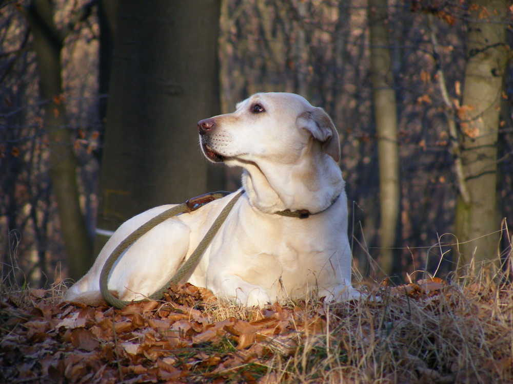 Casy im Wald