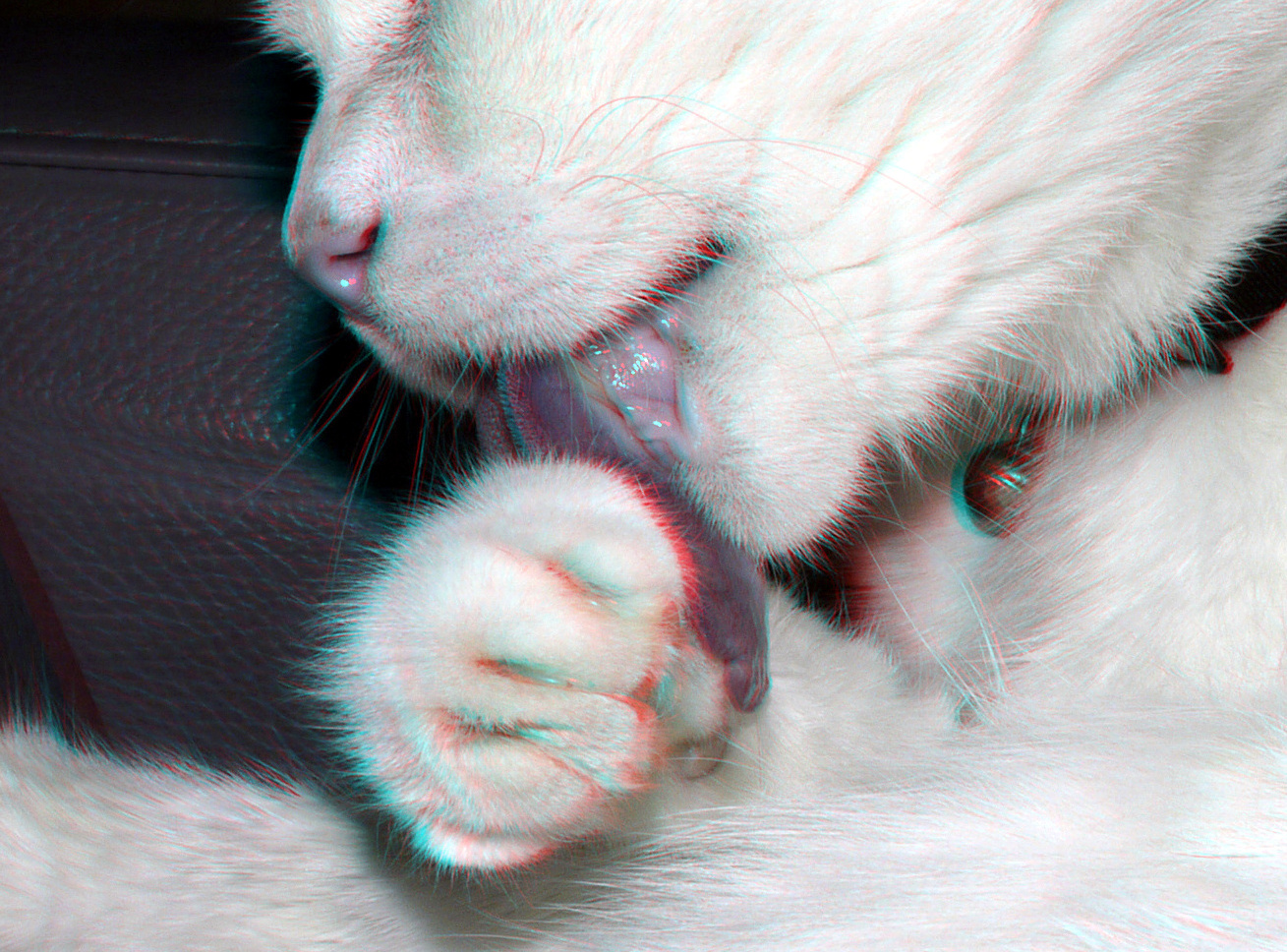 Cat 3D