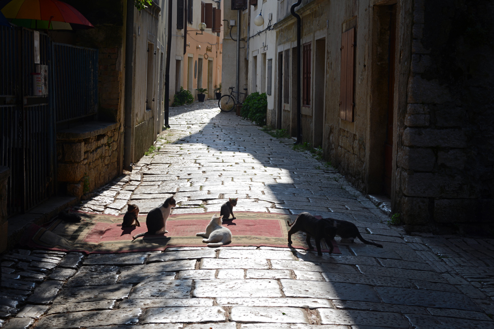 Cat alley