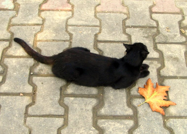 cat and autumn