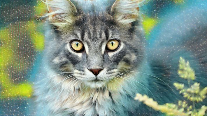 ... cat and blade of grass