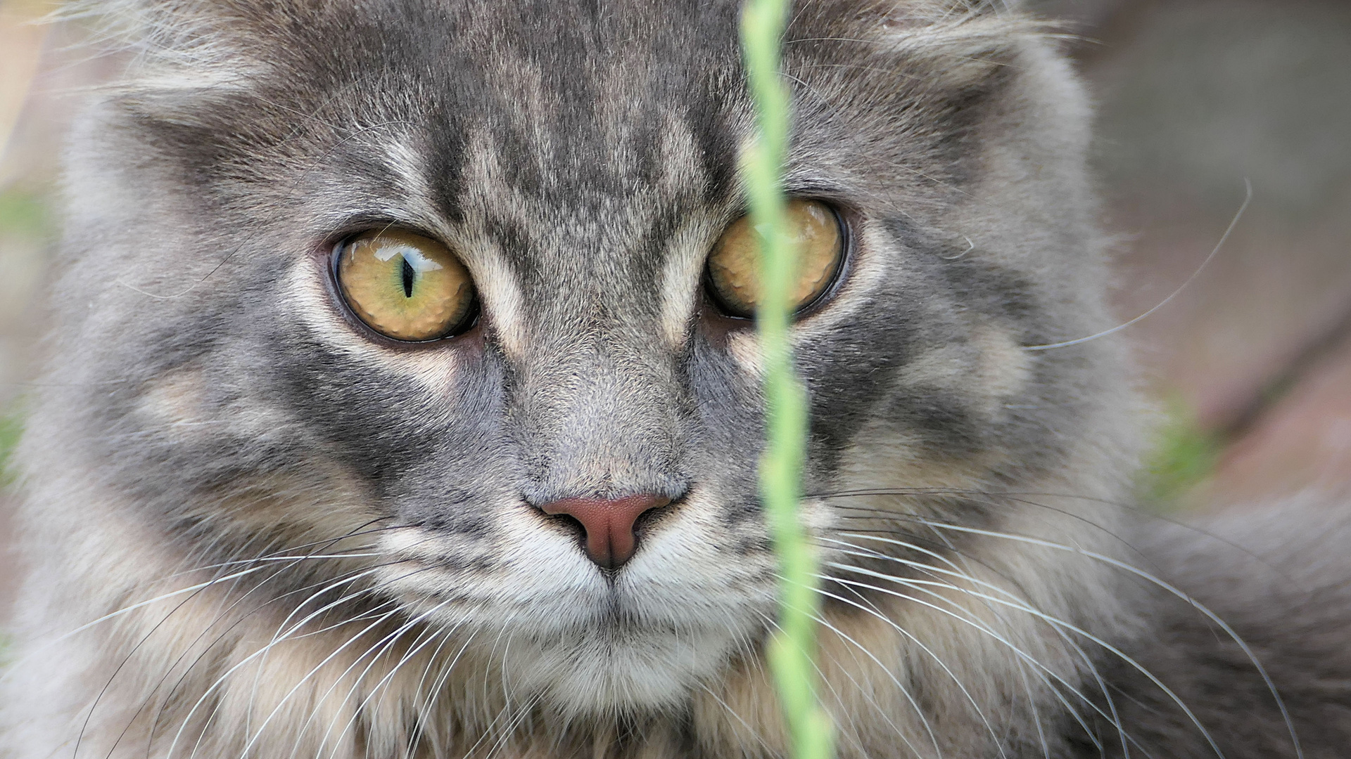 ... cat and blade of grass