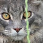 ... cat and blade of grass