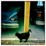 cat and cars