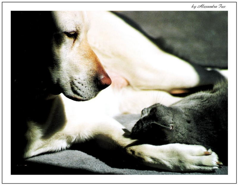 cat and dog in love