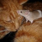 cat and mouse