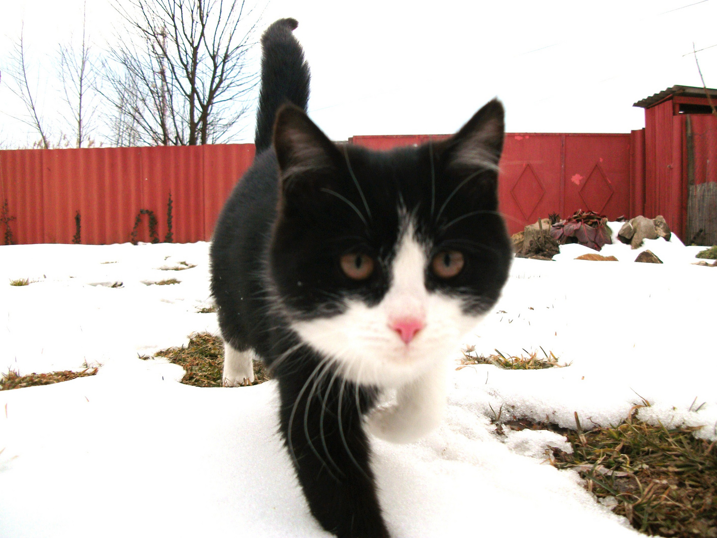 Cat and snow