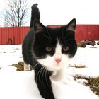 Cat and snow