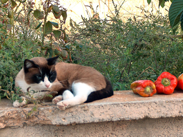 Cat at Finca