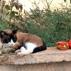 Cat at Finca