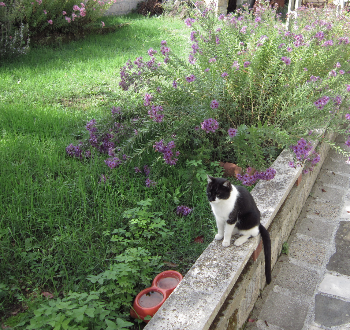 cat at my mother's house