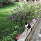 cat at my mother's house