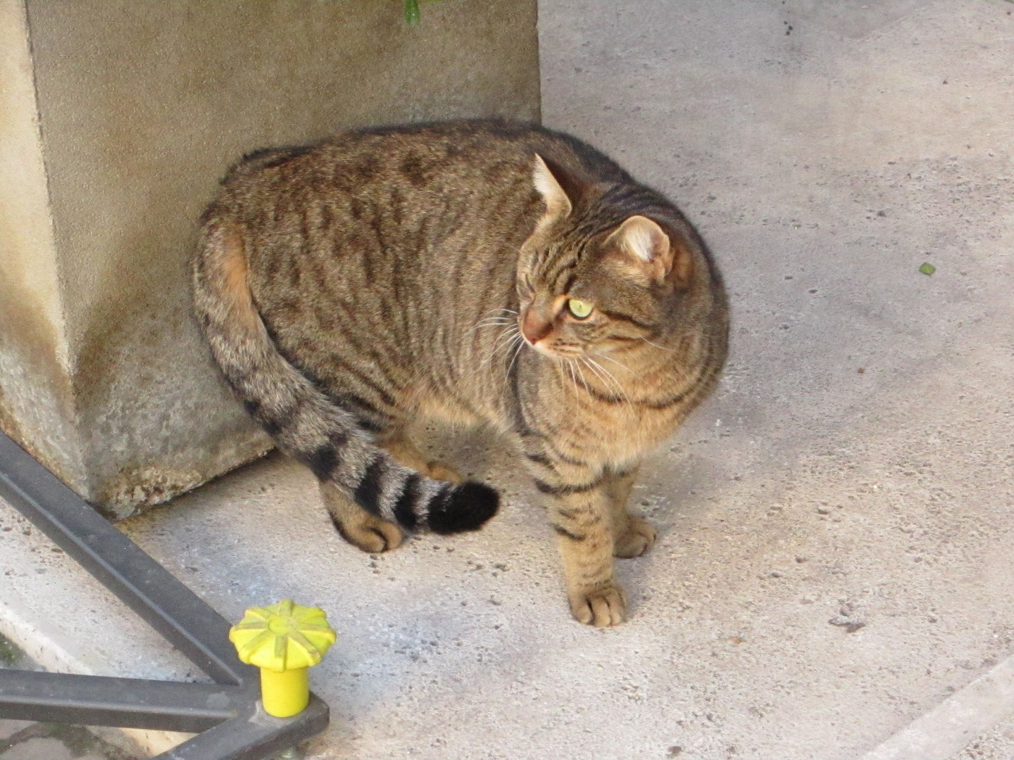 cat at Spoleto