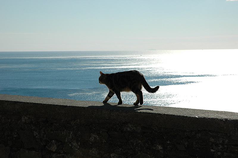 cat at the sea