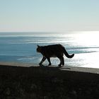 cat at the sea