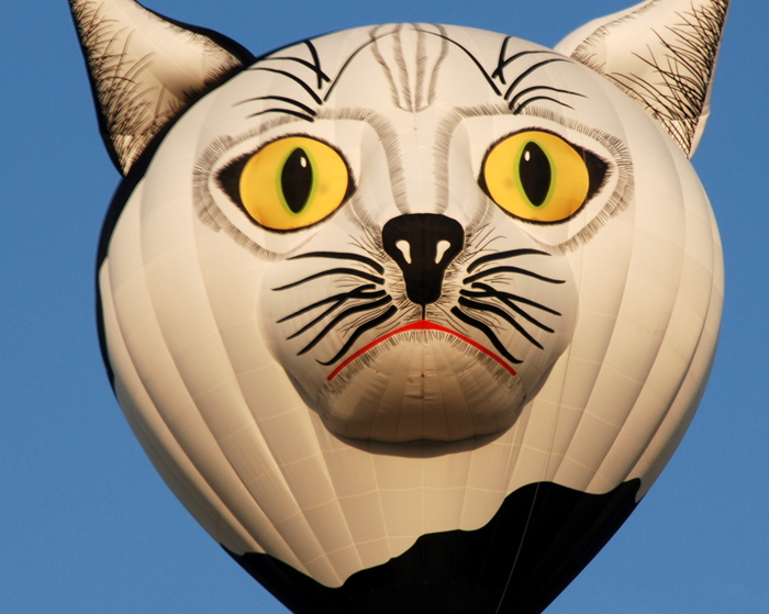 cat balloon