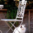 Cat behind Chair