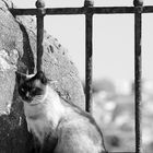 Cat behind the bars...